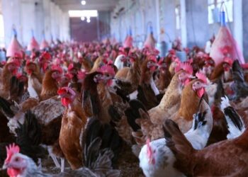 تذبذب في سعر الدواجن اليوم الأحد 5 مارس 2023