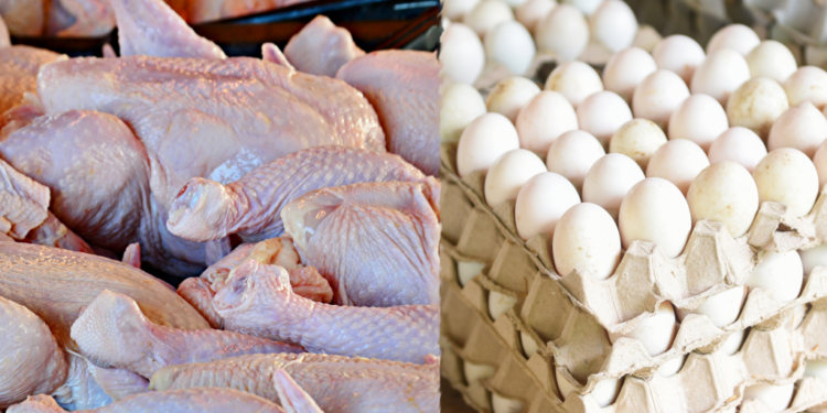 أسعار البيض والدواجن