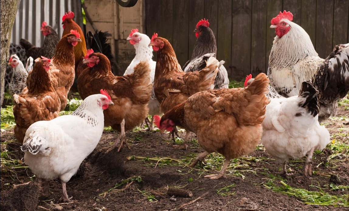 الزراعة تنفي انتشار إنفلونزا الطيور بين الدواجن