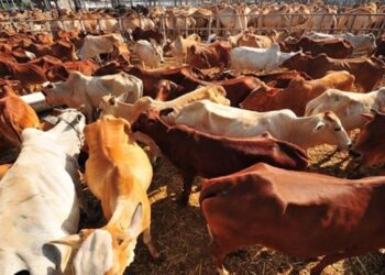 ليبيا تستورد مواشي حية بقيمة 57 مليون دولار وأعلاف بـ780 مليونا خلال 2022