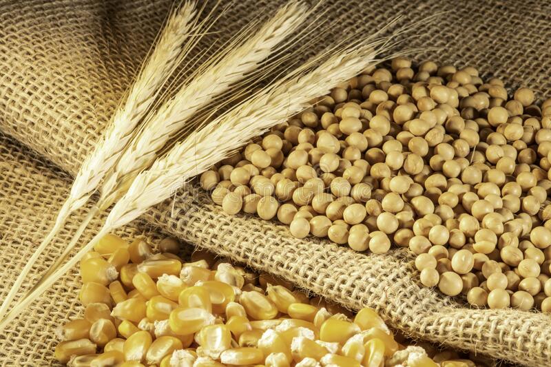 الذرة بـ9500 والصويا بـ18 ألف جنيه.. الزراعة تكشف تفاصيل «سعر ضمان» المحاصيل الصيفية