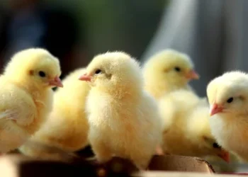 منتجي الدواجن: انخفاض الأسعار يعكس حالة الاستقرار فى السوق المحلي