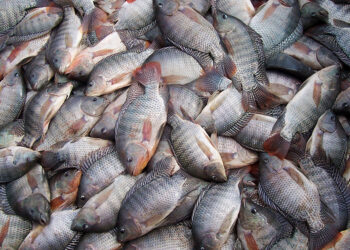 أسعار الأسماك