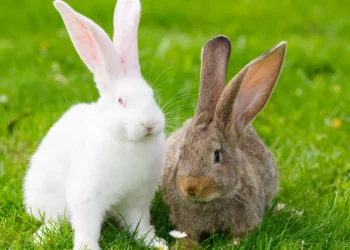 أستاذ تربية يكشف لـ"قلم بيطري" أهم الخطوات والشروط لتأسيس مشروع "تربية الأرانب"