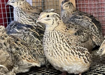 خاص| كيفية إنجاح دورة تربية طيور السمان..