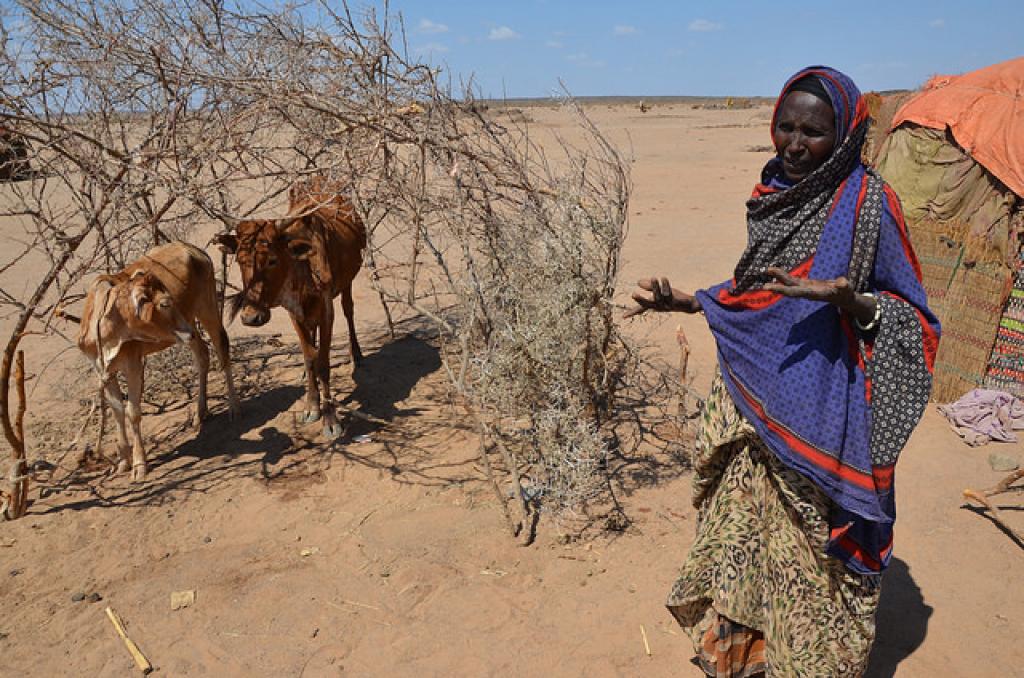 خبير: تداعيات كارثية للجفاف على الثروة الحيوانية في أفريقيا