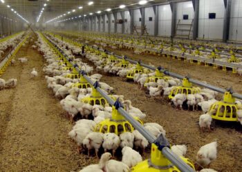 السيليمارين وأهميته في تقليل بقايا المضادات الحيوية في أنسجة الدواجن