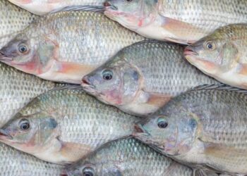 مرض الاستربتوكوكوزيس فى أسماك البلطى النيلي