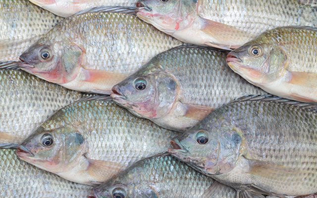 مرض الاستربتوكوكوزيس فى أسماك البلطى النيلي
