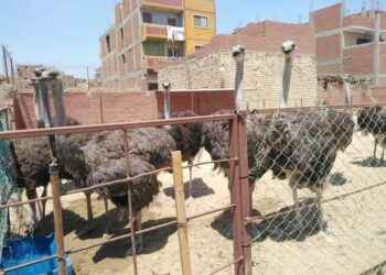 خاص| صاحب مزرعة لتربية النعام: كيلو اللحم بـ300 جنيه وارتفاع أسعار الأعلاف أهم التحديات التى تواجه القطاع