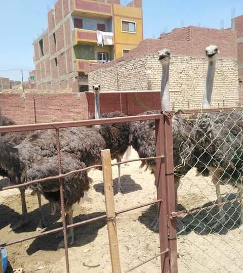 خاص| صاحب مزرعة لتربية النعام: كيلو اللحم بـ300 جنيه وارتفاع أسعار الأعلاف أهم التحديات التى تواجه القطاع