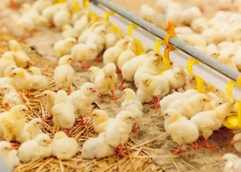 عبد الجليل للمربين: بداية من اليوم أفضل وقت للتسكين الكتاكيت والأسعار في الصعود