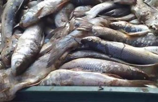 مصادرة 19 كيلو أسماك مملحة مجهولة المصدر بمطاي في المنيا