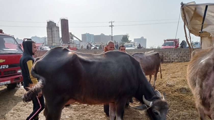 توقيع الكشف البيطري على 317 من الماشية والدواجن في كفر الشيخ