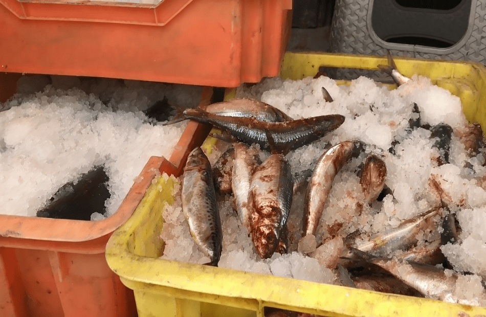 ضبط 12 طن أسماك مجمدة منتهية الصلاحية في البحيرة
