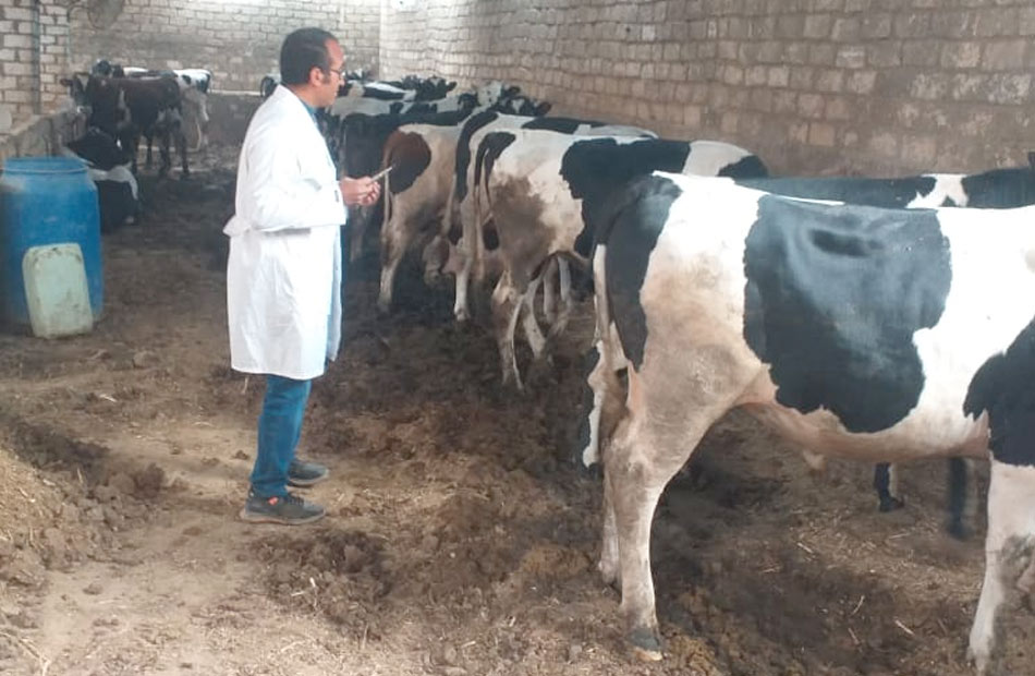 وزير الزراعة: تحصين أكثر من 6 ملايين رأس ماشية ضد الحمى القلاعية والوادي المتصدع