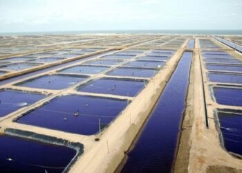 بعض الآثار السلبية لميكروب الفيبريو على الثروة السمكية والصحة العامة