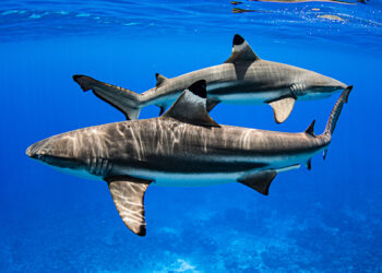 التلوث بالزئبق في البيئة المائية واثره علي الاسماك