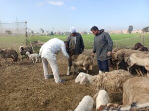 بيطري الغربية: انتهاء أعمال تحصين المواشي ضد الحمى القلاعية والوادي المتصدع