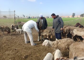 بيطري الغربية: انتهاء أعمال تحصين المواشي ضد الحمى القلاعية والوادي المتصدع