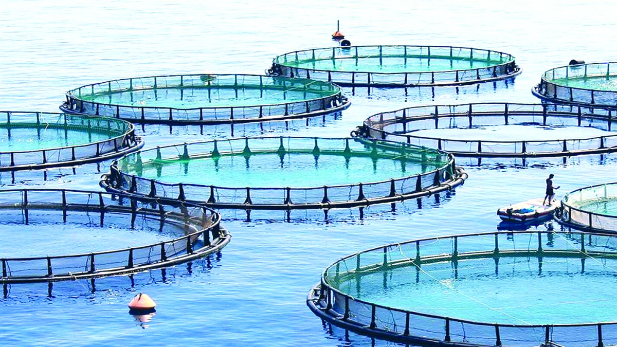 قطر توقع تعاقد جديد لإنتاج 5 أنواع من الأسماك