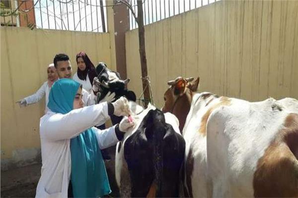 "البحوث الزراعية" تطلق قافلة بيطرية مجانية لعلاج الماشية في شمال سيناء