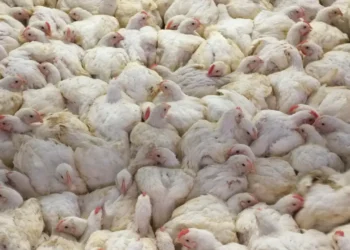 زراعة المنوفية تصدر 31 ترخيص تشغيل لمزارع دواجن ومحلات أعلاف