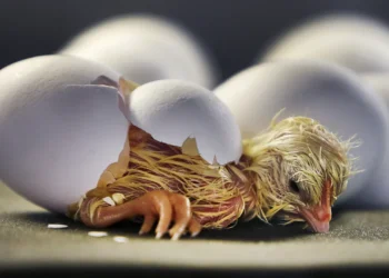 هل الشركات الكبرى تطبق برامج تحصينات منتظمة تحت رقابة وزارة الزراعة.. طبيب بيطري يجيب!