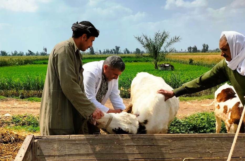 بيطري الشرقية: إجراء المسح التناسلي والتلقيح الاصطناعي لـ٦٣٧٠ رأس ماشية