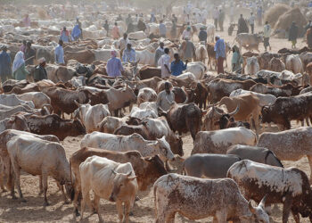 التغير المناخي يهدد بنفوق نحو 30 مليون رأس من الماشية في أفريفيا