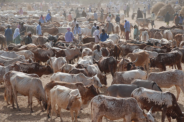 التغير المناخي يهدد بنفوق نحو 30 مليون رأس من الماشية في أفريفيا