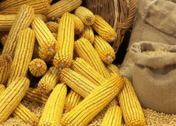 عن تداول الذرة الصفراء عبر بورصة السلع.. محمد الشافعي لـ"قلم بيطري" يجيب!