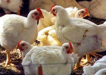 مسوق دواجن لـ"قلم بيطري": انضمام مصر لـ“البريكس” يخفض أسعار الفراخ لـ30 جنيه
