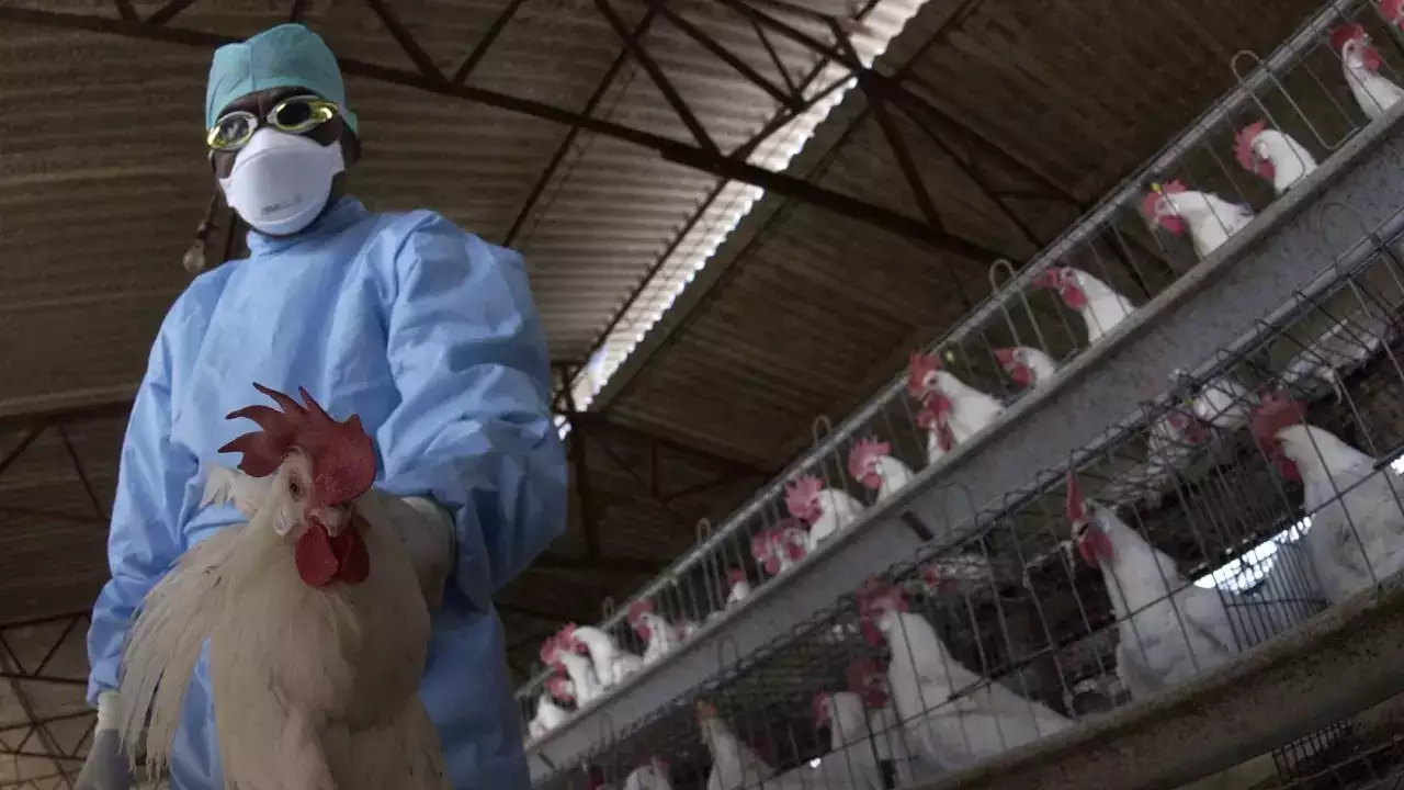 الحكومة الأمريكية تبدأ اختبار لقاحات أنفلونزا الطيور بعد نفوق نحو 58 مليون طائر