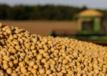 فول الصويا البرازيلي