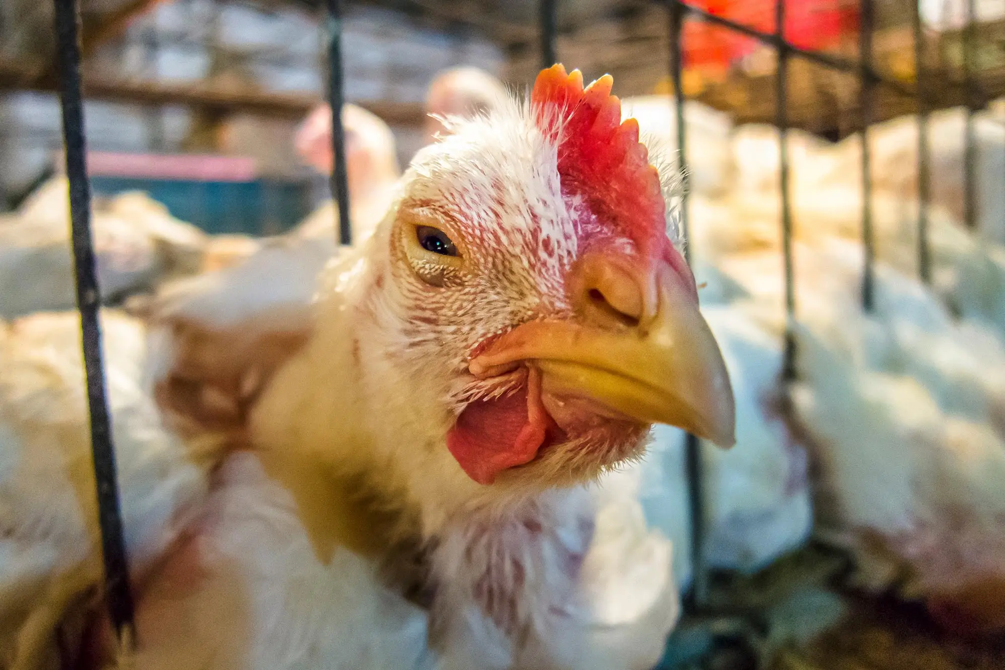 بسبب إنفلونزا الطيور.. تقرير أوروبى يكشف عن استمرار ارتفاع أسعار البيض والدواجن