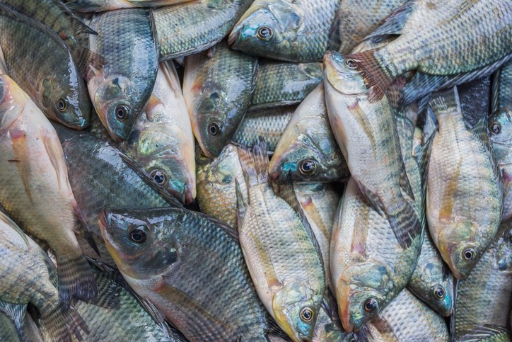 علوم البحار: إعداد «علائق سمكية» بخامات محلية الصنع تساهم في نمو الأسماك بنحو 80%