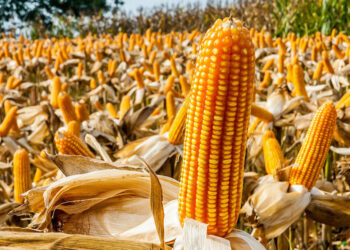 صادرات الذرة الأوكرانية تسجل 2.3 مليون طن عبر ممر الحبوب خلال مارس الماضي