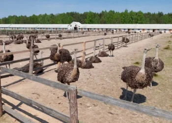 أستاذ تربية لـ"قلم بيطري": سوق النعام يعانى من فجوة كبيرة بسبب ارتفاع أسعار الأعلاف