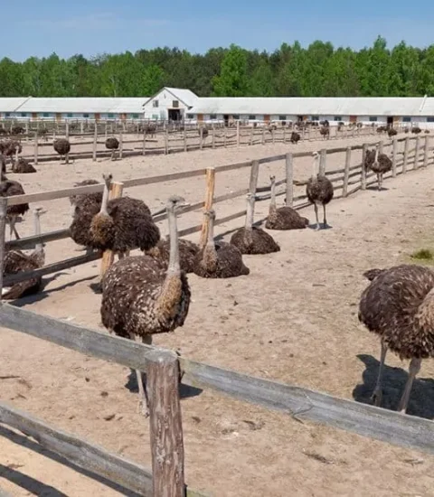 أستاذ تربية لـ"قلم بيطري": سوق النعام يعانى من فجوة كبيرة بسبب ارتفاع أسعار الأعلاف