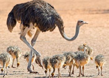 خاص| لهذه الأسباب يتجه الشباب نحو إقامة مشاريع تربية النعام