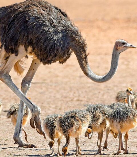 خاص| لهذه الأسباب يتجه الشباب نحو إقامة مشاريع تربية النعام