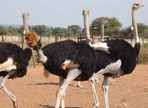 أستاذ تربية لـ"قلم بيطري": سوق النعام يعانى من فجوة كبيرة بسبب ارتفاع أسعار الأعلاف