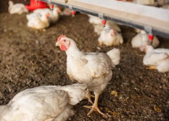 منتجي الدواجن