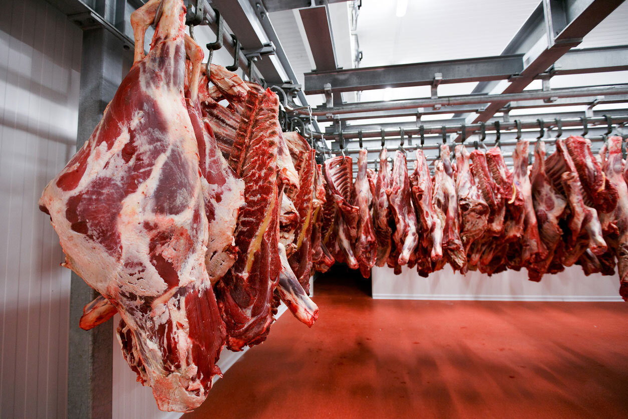 صاحب شركة استيراد عجول برازيلية: اللحوم البرازيلي الأولى في الجودة والسعر