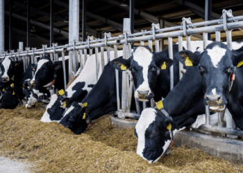 الزراعة تعتزم تنفيذ خطة للتوسع فى إنشاء وتطوير مراكز تجميع الألبان