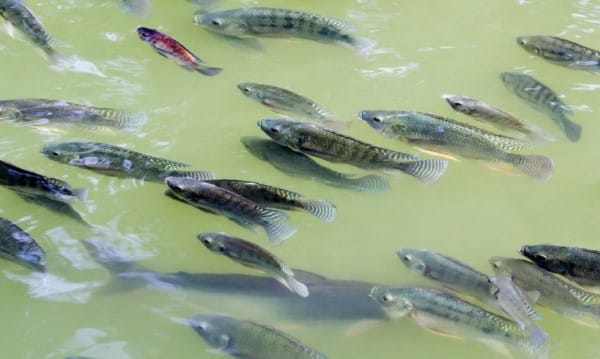 خبير استزراع سمكي لـ"قلم بيطرى": سعر العلف يمثل 70% من تكلفة إنتاج الأسماك