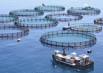 خبير أسماك لـ"قلم بيطري": الأسعار الحالية غير مسبوقة وجديدة على السوق المصري