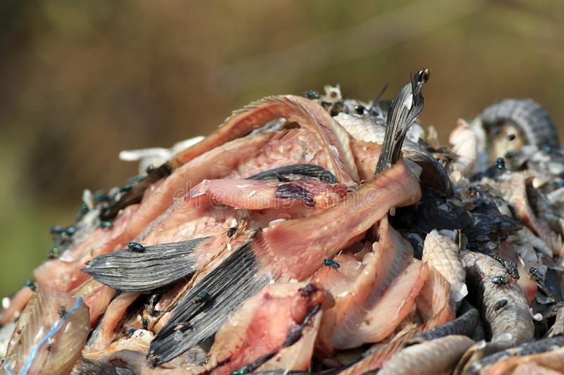 مصادرة 1250 كيلو أسماك فاسدة خلال حملات في البحيرة