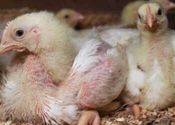 كايرو ثري اي لـ"قلم بيطري": نجرى بصفة دورية تحاليل داخل المختبرات والمراكز البيطرية لضمان سلالة جيدة